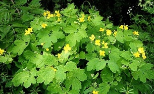 the use of celandine for warts
