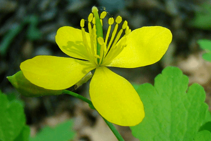 celandine flower for papilloma removal